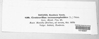 Craterellus cornucopioides image